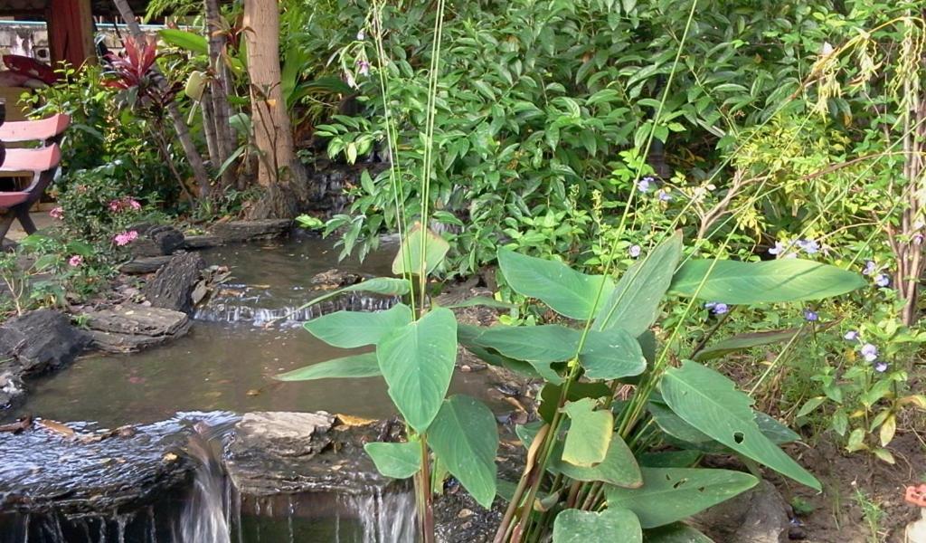Naruncha Green House Чиангмай Екстериор снимка
